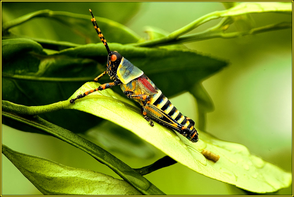 Elegant Grasshopper Nymph